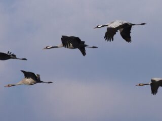 We weten hoe Nederland er duizenden jaren geleden uitzag, en wel door deze ruïnes