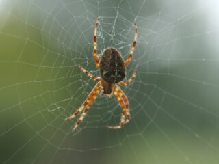 Spinnen in Nederland: deze soorten kun je allemaal vinden bij jou thuis!