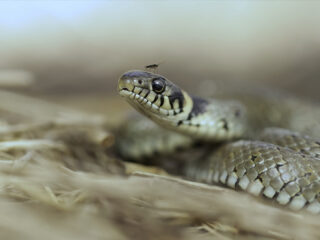 Ringslangen in de Achterhoek: op zoek naar eieren!