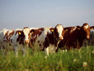 'Koeien weten meer van ons dan wij denken'