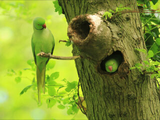 Van oernatuur naar nu: hoe de Nederlandse natuur zich aanpast aan verstedelijking