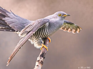 Koekoek is nu veel te horen: wat maakt deze vogel bijzonder?