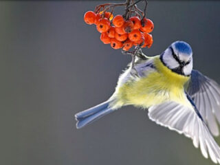 Tel mee met de Nationale Tuinvogeltelling