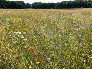 Nederland in 1600: de mens neemt het landschap over
