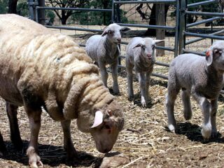 Wat heeft kloonschaap Dolly de medische wereld opgeleverd?