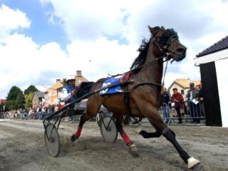 'Stop met straatraces met paarden, het is zielig'