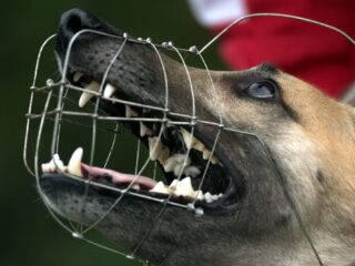 Bijtincidenten nemen toe: waarom bijten honden eigenlijk?