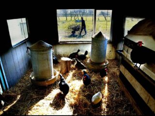 Open dag bij zorgboerderijen in Nederland