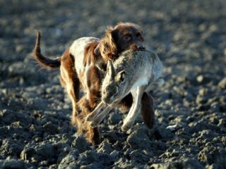Pim en Mieke vangen jaarlijks 2000 wilde dieren op: vooral slachtoffers van katten en honden