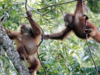Pandemie voor het oerwoud: waarom lianen geen gezellige slingerplanten zijn
