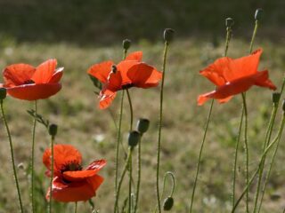 Dochter bezorgt haar zieke moeder nog één onvergetelijke laatste zomer