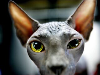 Is het gezichtsvermogen van honden en katten anders?