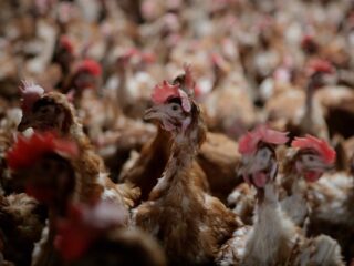 Podcast De Dag: meer megastallen - erg of niet?