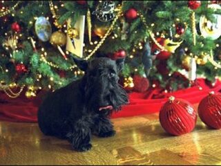 Adopteer een hond, en krijg geld toe in Italië