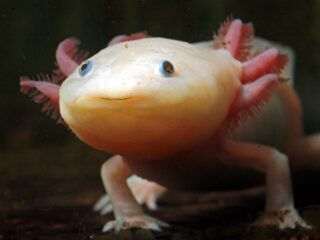 Adoptie moet Mexicaanse axolotl redden van de ondergang