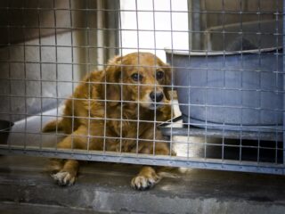 Lopen dierenasiels vol tijdens de zomer? 'Zowel een feit als een fabel'
