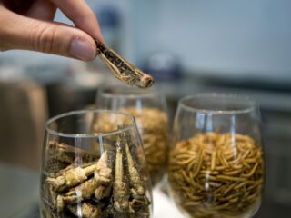 Krekels bij het kerstdiner?