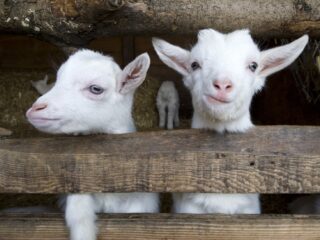 Financiële druk treft kinderboerderijen en dierenopvangcentra