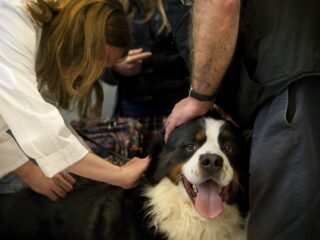 Podcast De Dag: Heeft mijn dierenarts wel de juiste papieren?