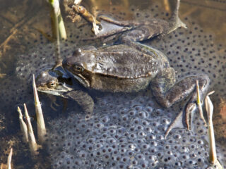 Jaarlijks verdwijnen honderdduizenden padden in straatputten: 'Een stille ramp'