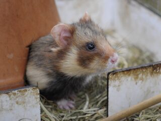 Waarom we doorgaan met redden van bedreigde korenwolf: 'Gaat om meer dan alleen de hamster'