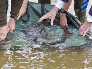 De steur, dinosaurus onder de vissen, keert terug in Nederlandse wateren