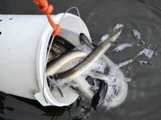 Het gaat slecht met de vis