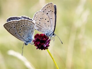 Er zijn heel weinig vlinders nu en dit is waarom