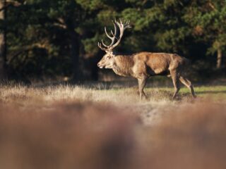 De geheimen van het Nederlandse dierenrijk: 'Alles heeft met elkaar te maken'