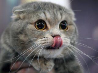 Dierenartsen vrezen voor run op Schotse vouwoorkat door nieuwe film