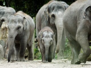 Diergaarde Blijdorp herdefinieert de dierentuin: focus op natuur en dier.