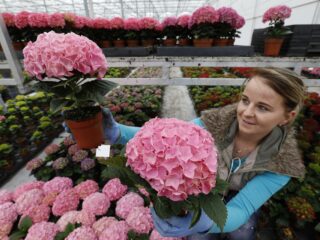 Toekomst bloemensector staat op het spel: 'Bloemen zijn emotie!'