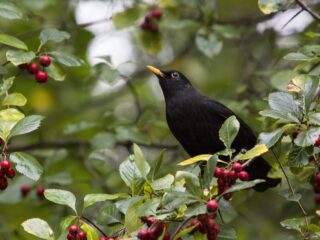 Hoelang houden vogels het winterse weer vol?
