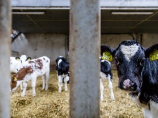 Podcast De Dag: hoe piepjonge kalfjes - nog steeds - naar Nederland komen