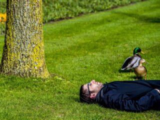 Hoe krijg je meer vogels in je tuin?