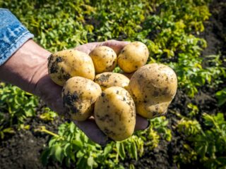 Boeren niet blij met kalenderlandbouw: 'Kunnen ons boerenverstand niet gebruiken'