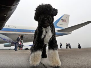 Is vliegen zielig voor honden?