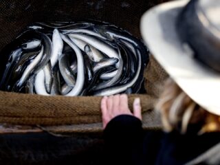 Kunnen we de natuur redden van de mens?