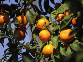 Zuur nieuws: mogelijke citrus-apocalyps zet Spaanse boeren op scherp