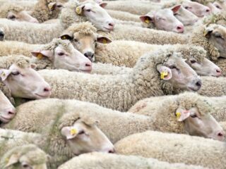 Podcast De Dag: bye bye blauwtong