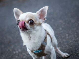 Martin Gaus over gevaarlijke honden: 'Een chihuahua kan ook verdraaid hard bijten'