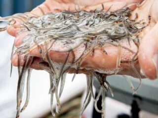 Het mysterie van de paling: een onopgelost raadsel in de wetenschap