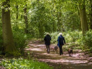 Hondeneigenaren 'verontrust en verontwaardigd' want viervoeters moeten in Utrecht aan de lijn vanwege de wolf