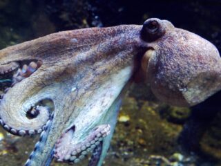 Waarom de inktvis klaarstaat om de wereld te veroveren