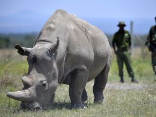 Wie redt de laatste neushoorns? 'Stropers kunnen de beste rangers worden'