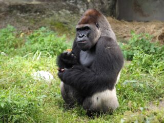 Hoe kies je de beste leider voor een groep gorilla's?