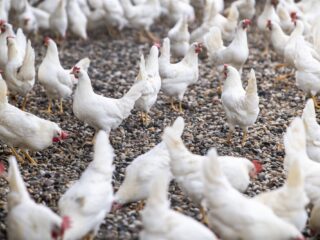 Hoe je hoort of een kip gelukkig is (en waarom dat belangrijk is)