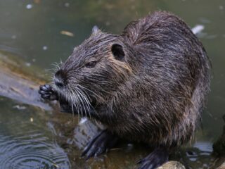 Gaat het te goed met de bever?