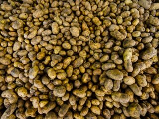 Hoe staat het met het aardappelenoverschot? 'We hebben ons best gedaan om zoveel mogelijk kwijt te raken'