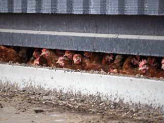 Moeten we ons zorgen maken over menselijke variant van vogelgriep?